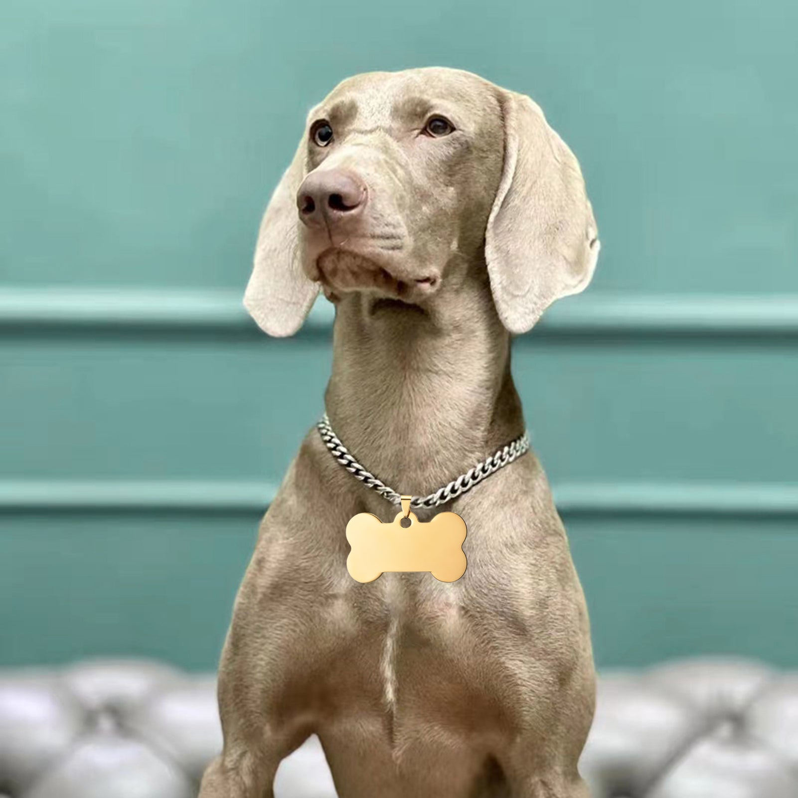 A light brown Weimaraner dog sits in front of a turquoise wall. Wearing a thick silver chain collar with a golden CrealityFalcon 20pcs Titanium Steel Blank Stamping Tags Pets Tag Metal Pendant Charm for Falcon Laser Engraving, it gazes attentively at something off-camera. A tufted gray sofa is partially visible at the bottom, adding a touch of craft to the scene’s composition.